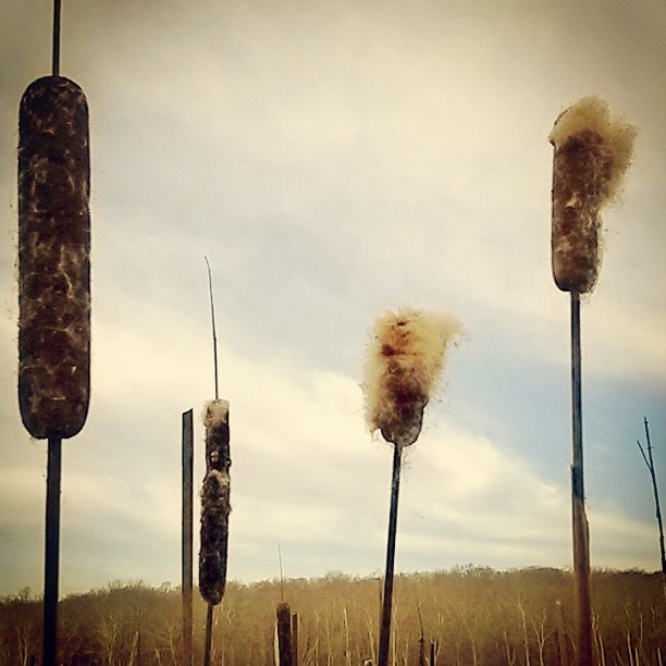 Blown Cattails