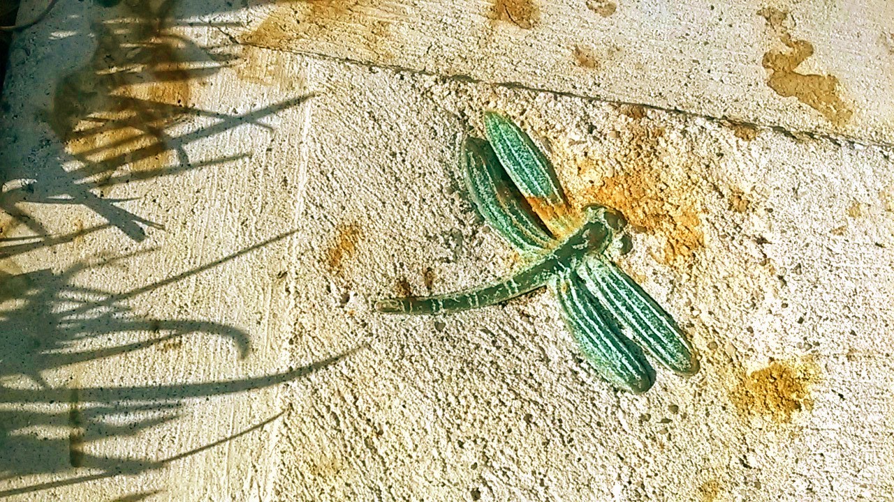 Dragonfly.jpg