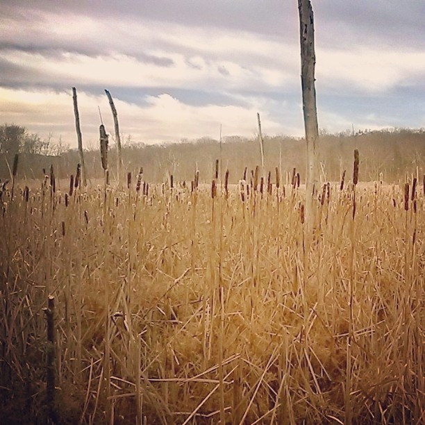 Rattlesnake Meadow