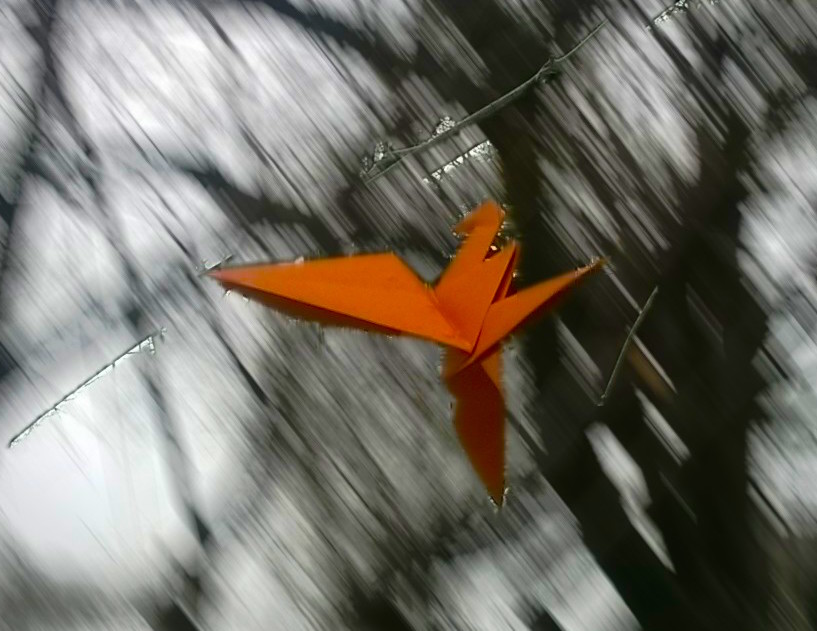 Crane in flight 2.jpg
