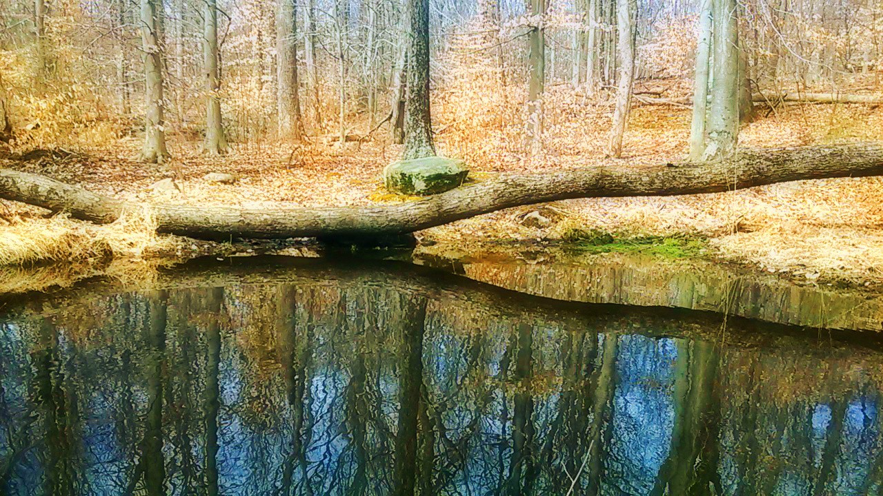 Quiet Tourne Pond, March 2016.jpg