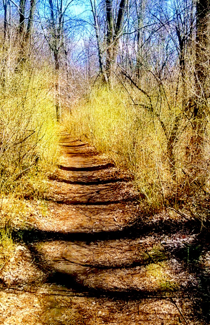 Searching for Spring -- Tourne walk.jpg