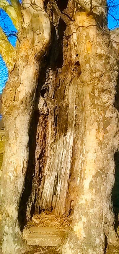 Tree Womb detail.jpg