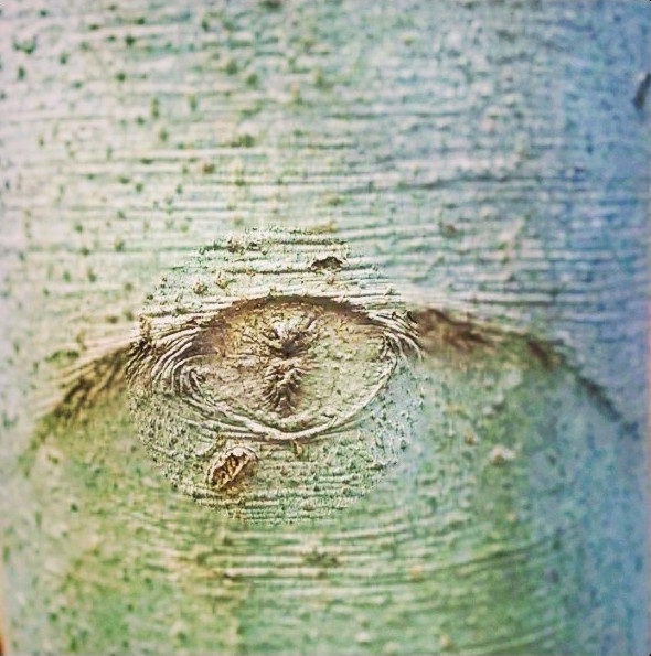 Beech Tree's Stare -- 3:16.jpg