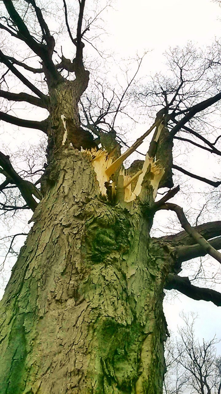 Broken Maple.jpg