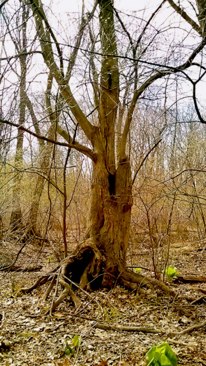 Dryad -- 3:16.jpg