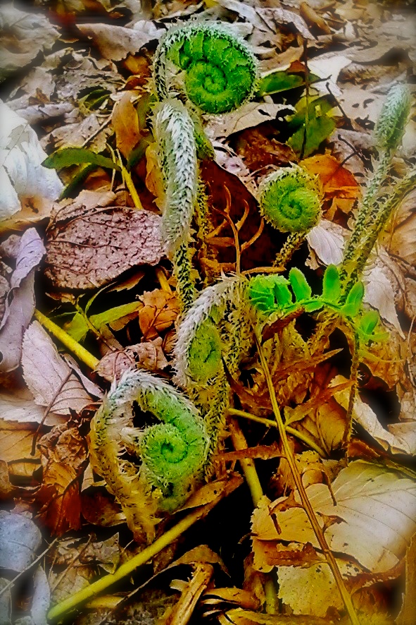 Fern Family.jpg