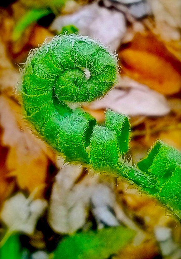 Fern Unfurling.jpg