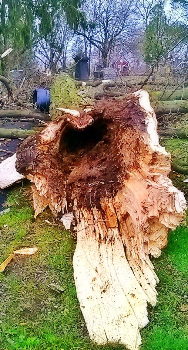 lost limb.jpg