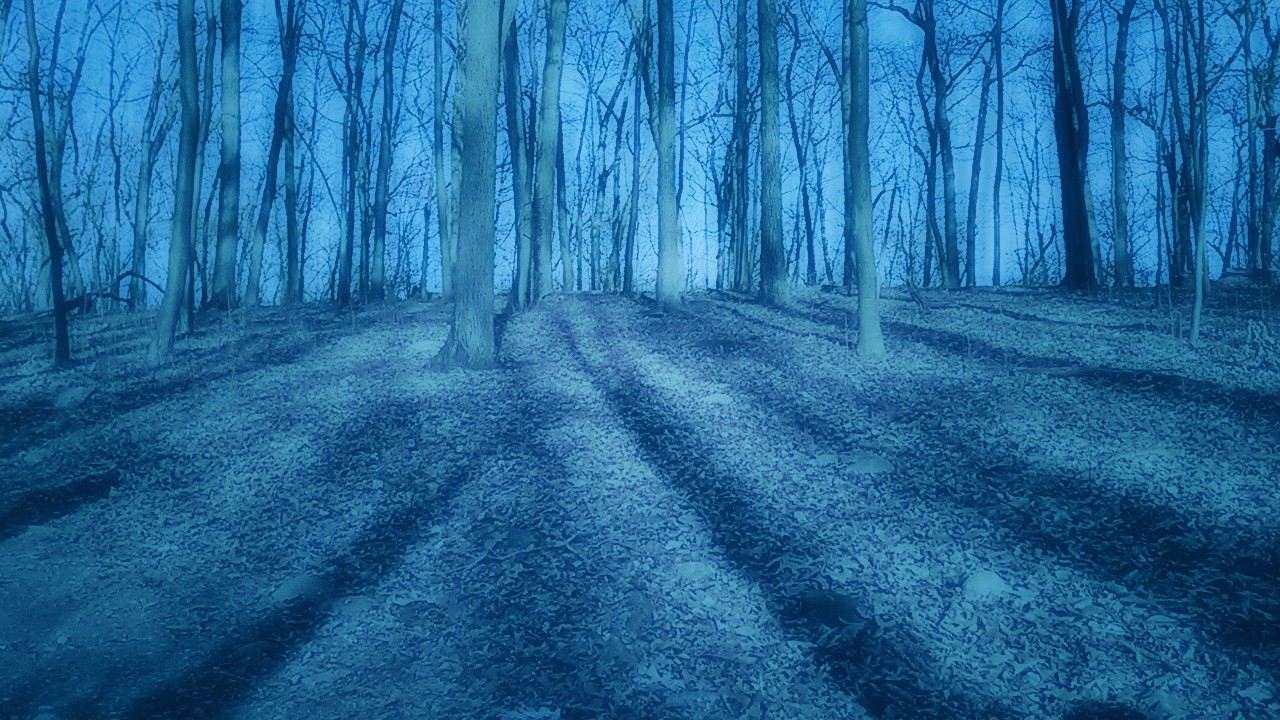 Moonlit Wood.jpg