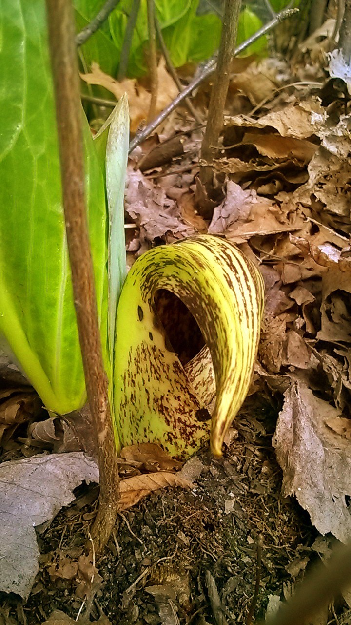 Skunk Cabbage -- 3:16.jpg