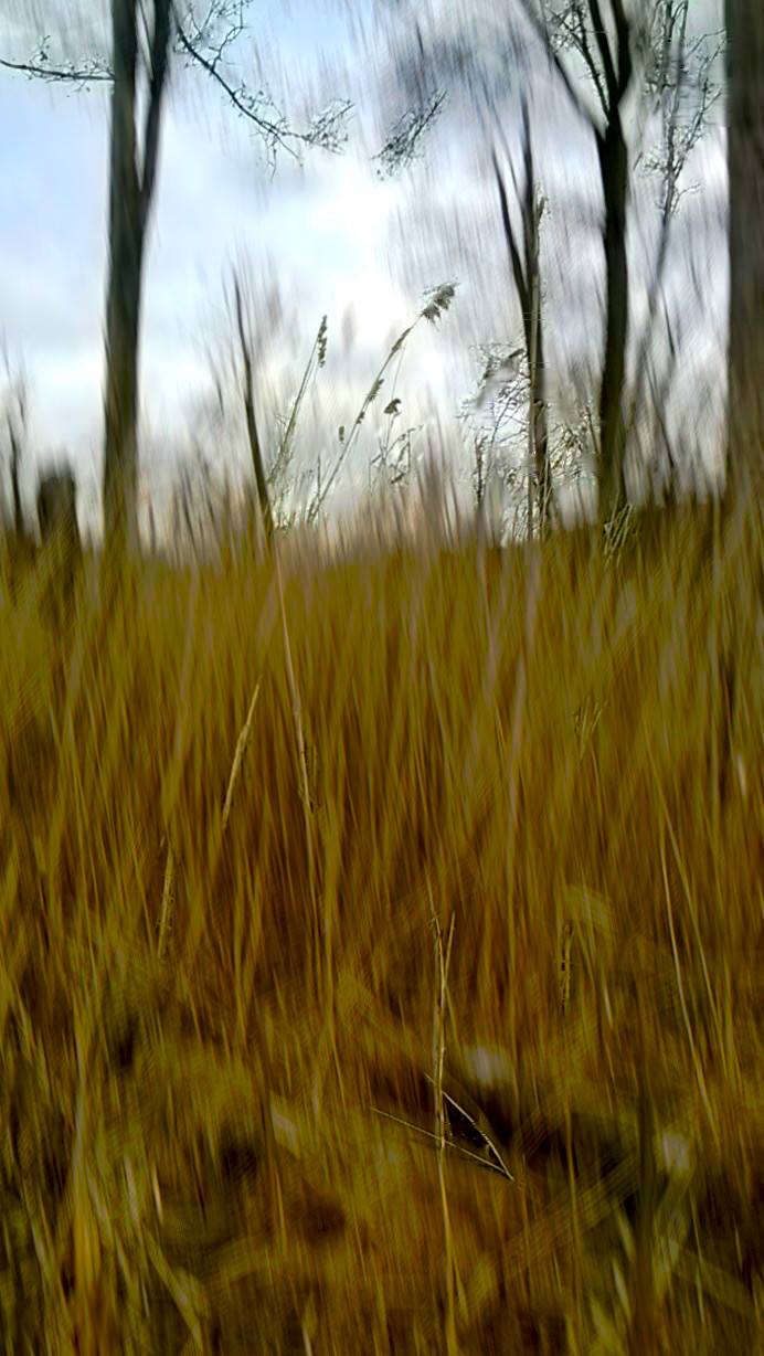 Wind in Wild Grasses -- 3:16.jpg