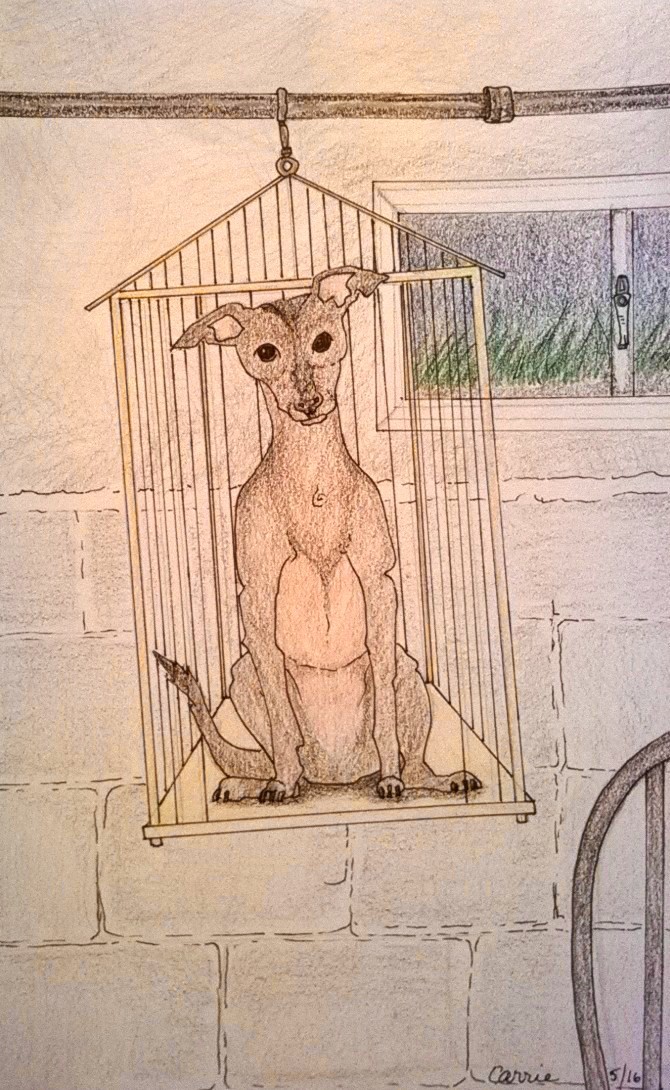 Birdcage Dog.jpg