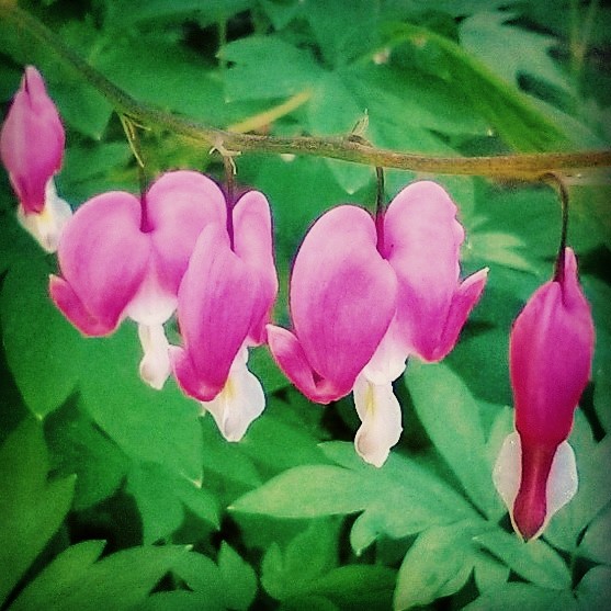 Bleeding Hearts.jpg