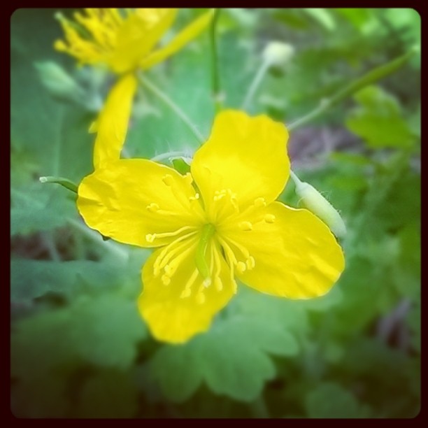 Poppy Celandine.jpg