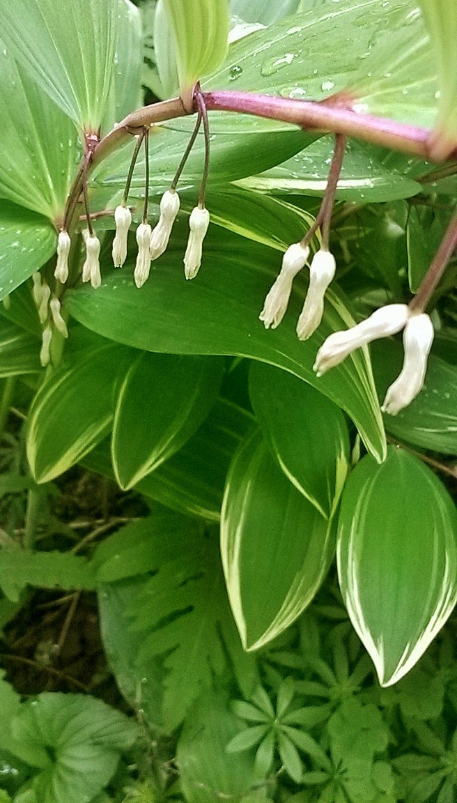 Solomon's Seal.jpg