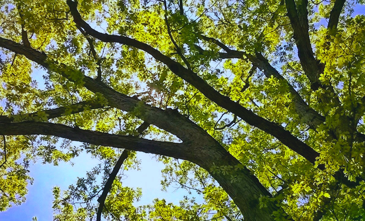 tree.jpg