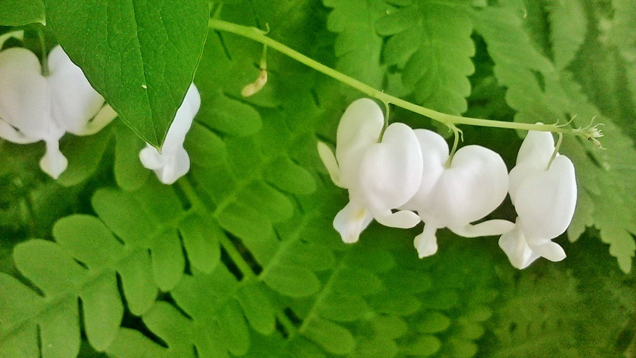 White Bleeding Hearts.jpg