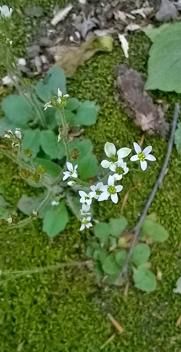 wildflower.jpg