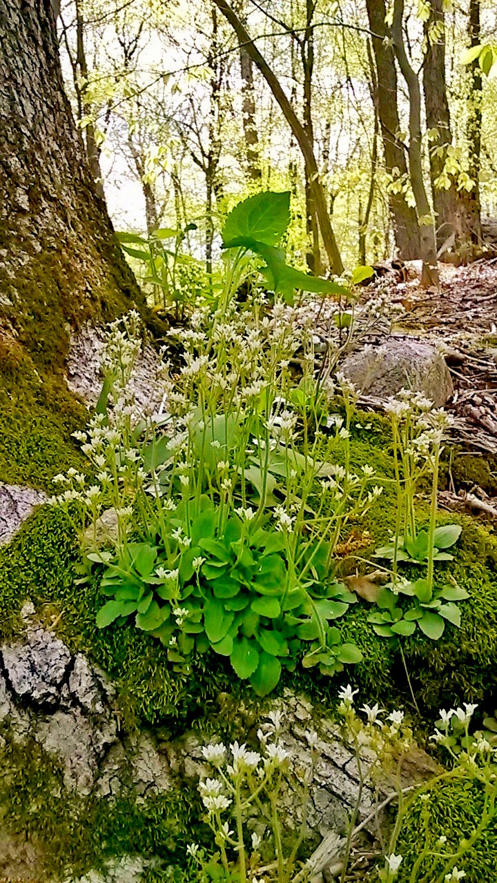 Wildflowers & tree's roots.jpg