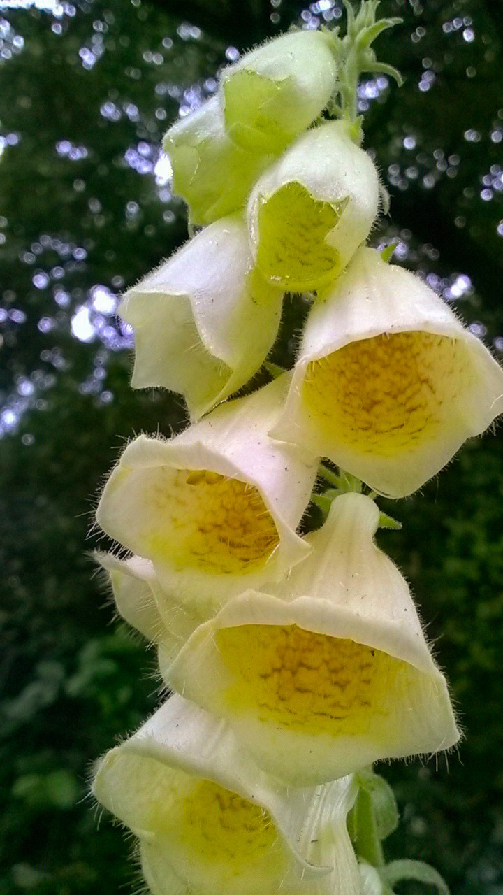 Foxgloves.jpg