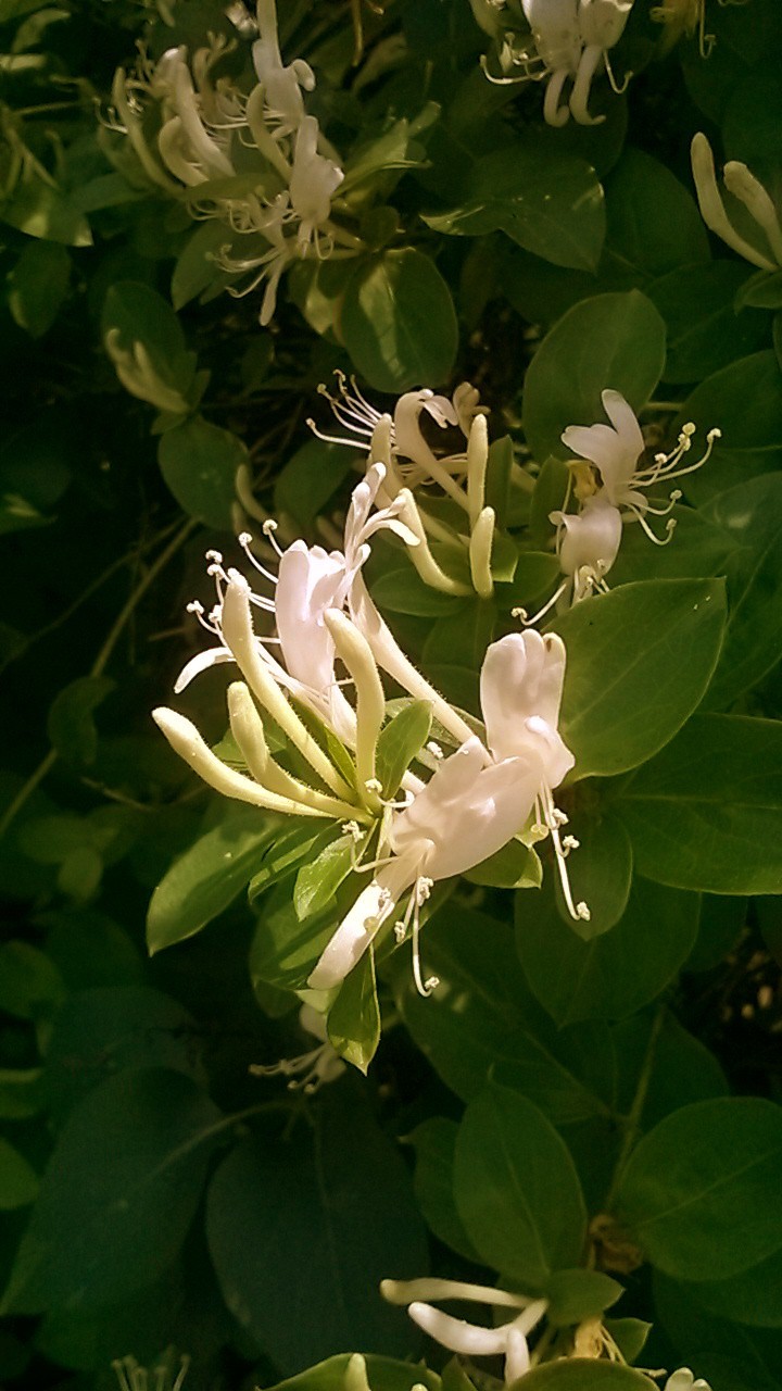 Honeysuckle white.jpg