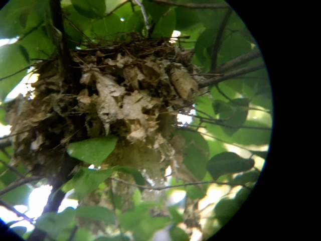 Nest & Curved Lens.JPG