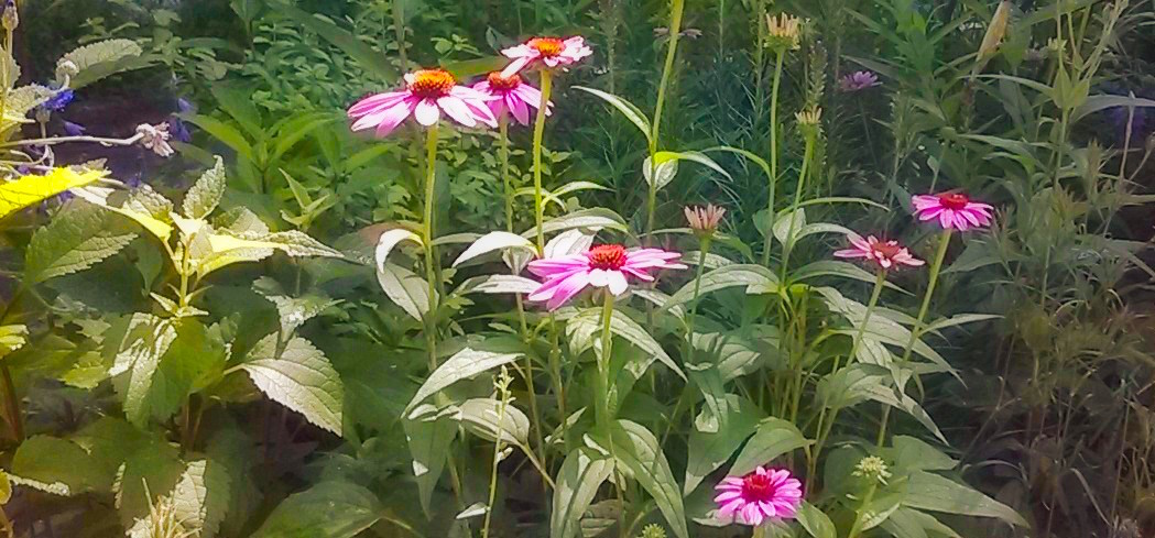 coneflowers in the garden.jpg