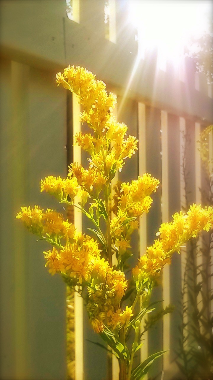 goldenrod in sun.jpg