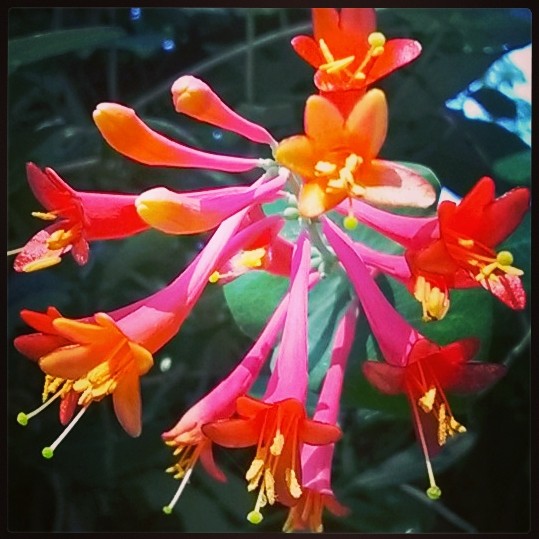 honeysuckle, cropped.jpg