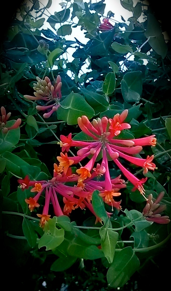 Honeysuckle, large.jpg