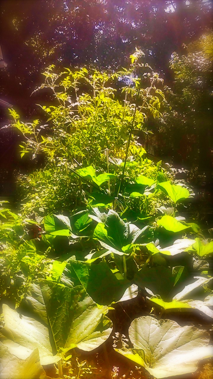 Squash among the tomatoes.jpg