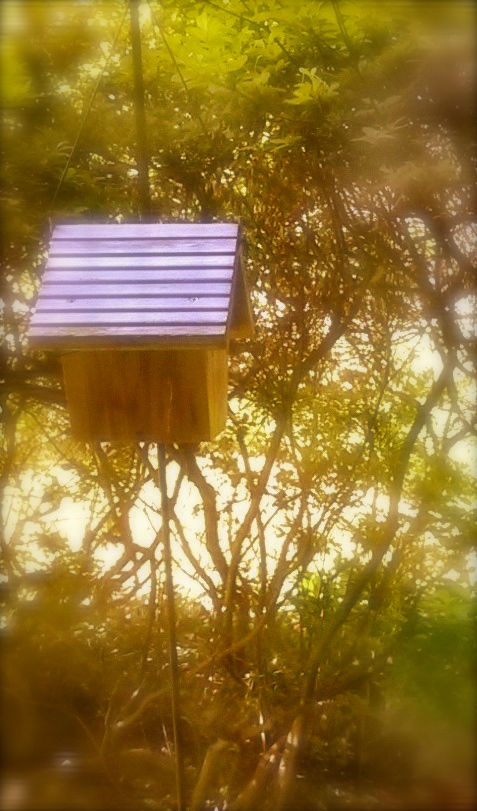 Wren's House.jpg