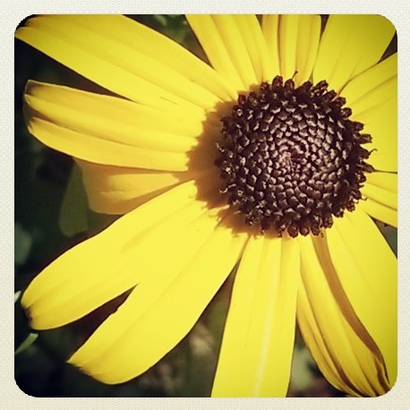 Black-Eyed Susan.jpg