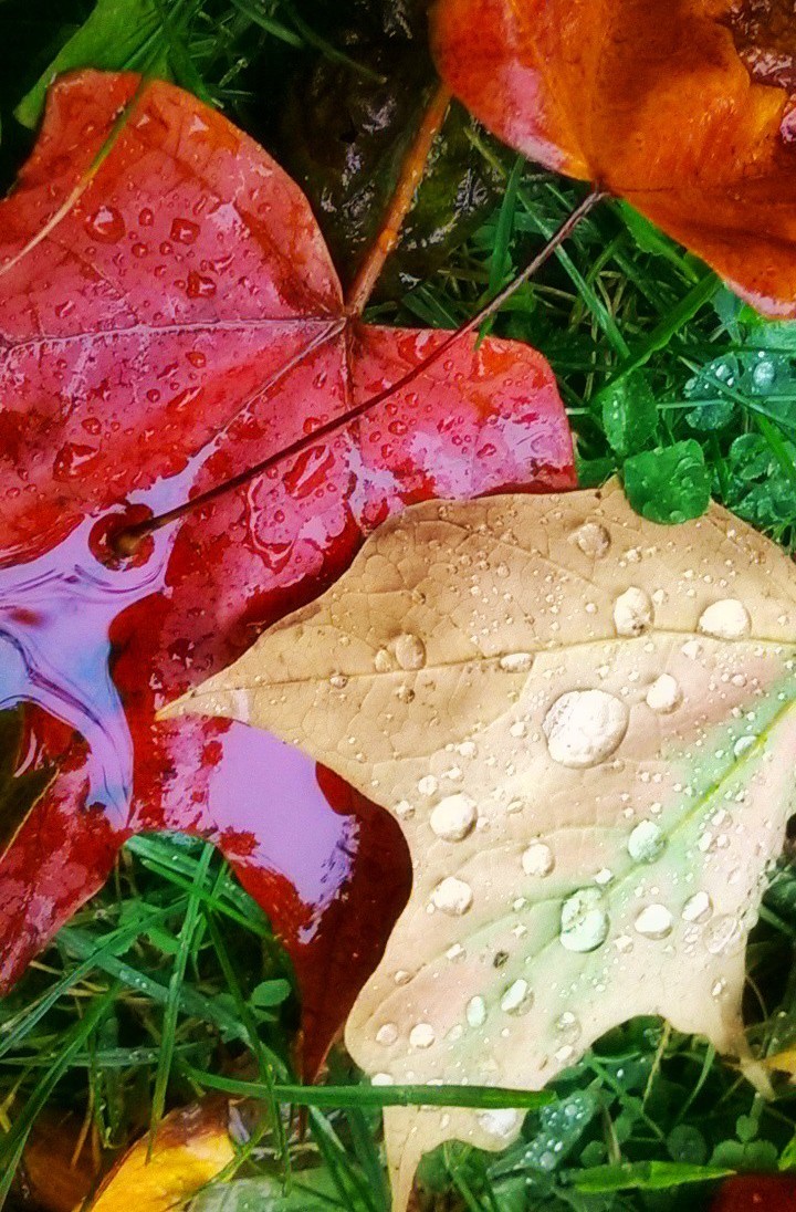 Autumn leaves & rain.jpg