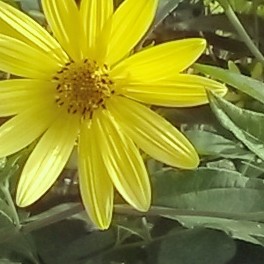 Helianthus 3.jpg