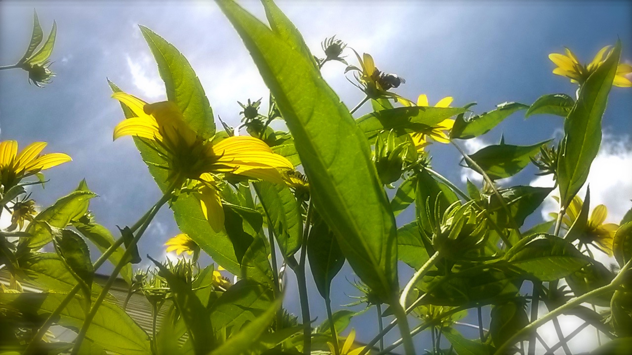 Helianthus landscape.jpg