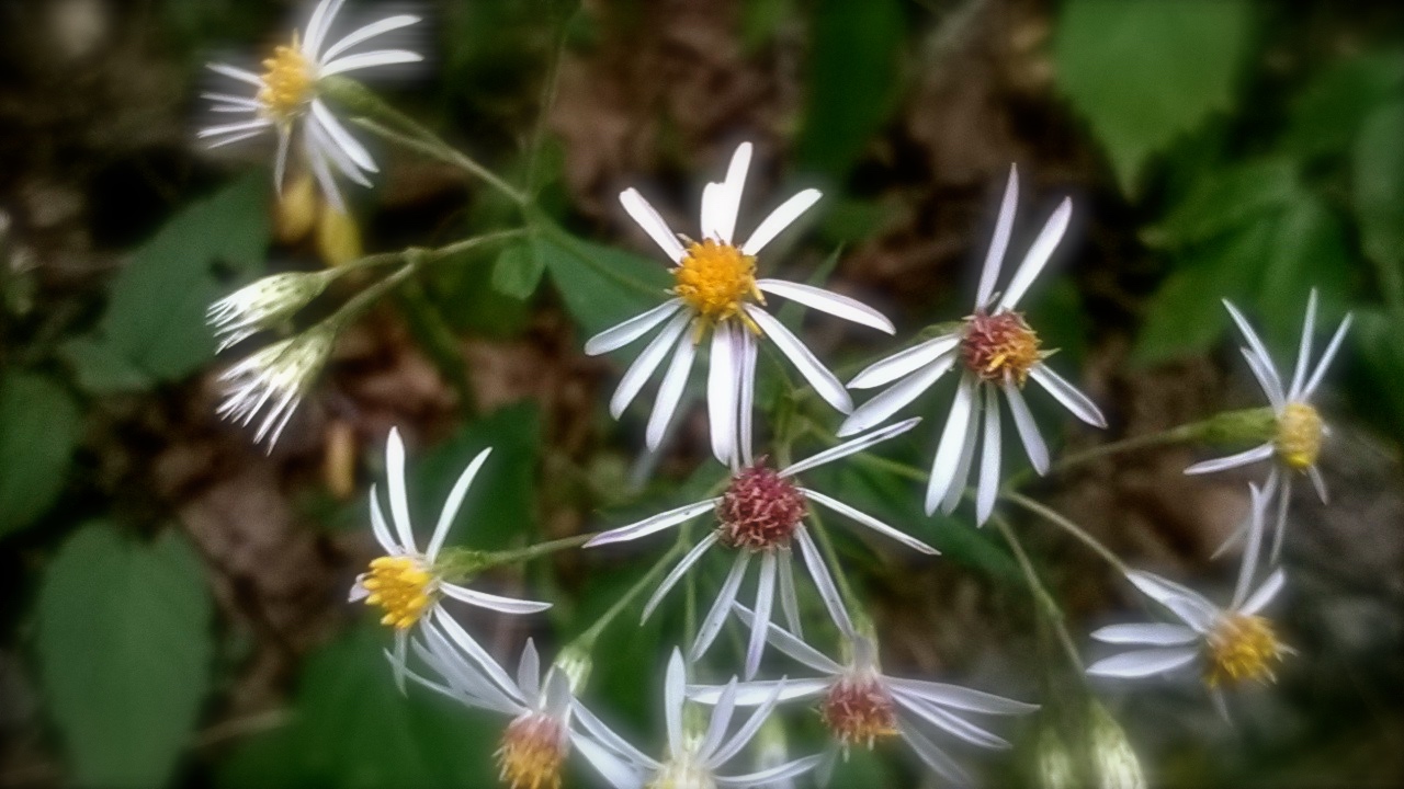 White Wood aster.jpg