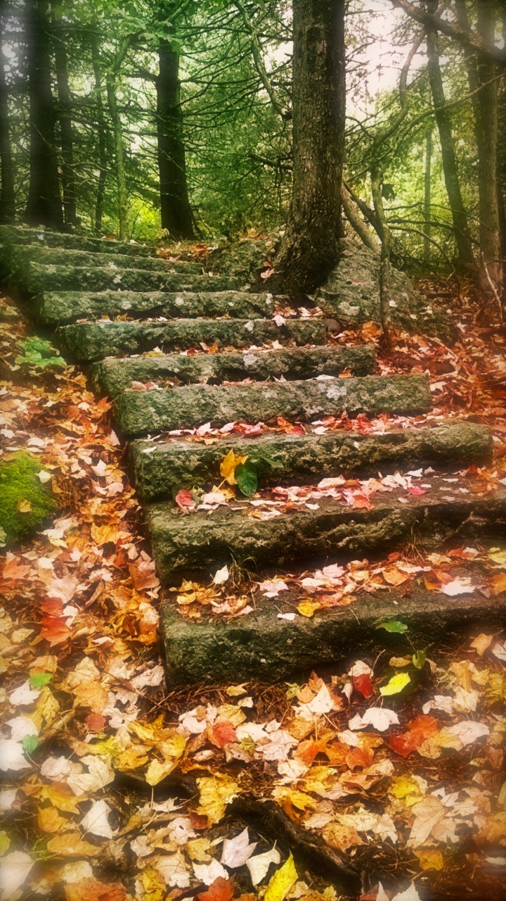 Woodland steps.jpg