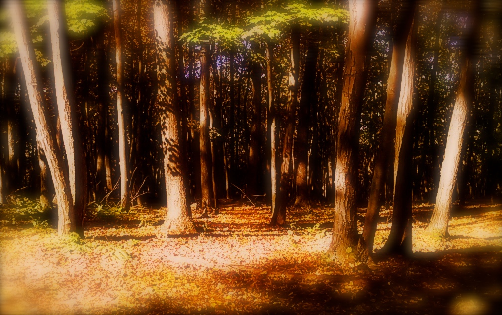 WP_20161012_15_11_34_Smart (2).jpg