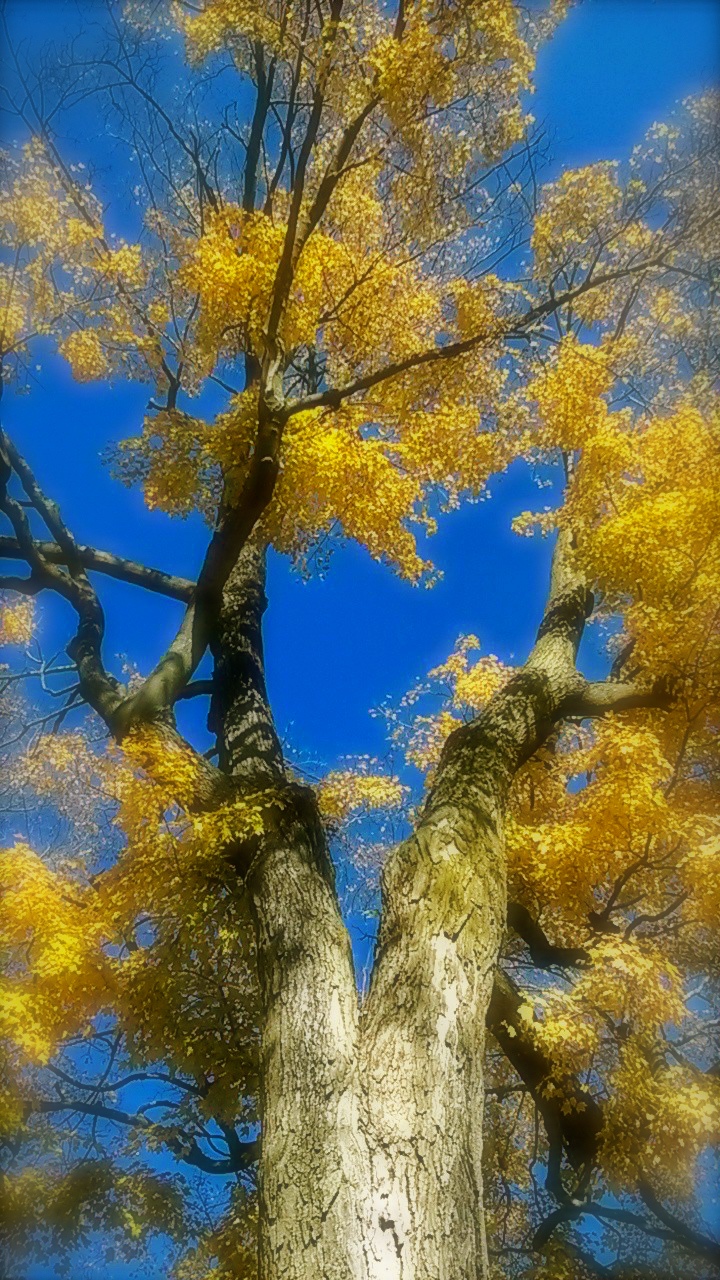 Maple & Sky.jpg