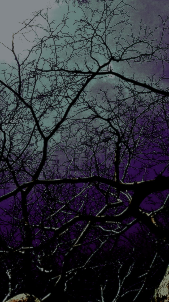 Moonlight caught in tree branches.