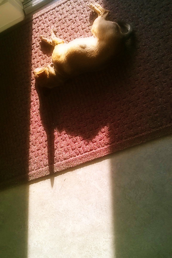 Josie in Sunbeam.jpg