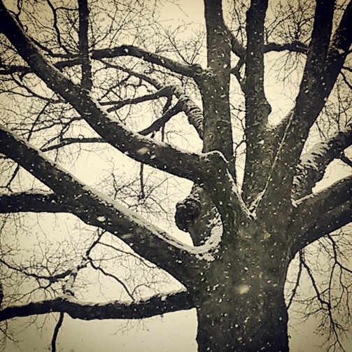 Oak & Snow.jpg