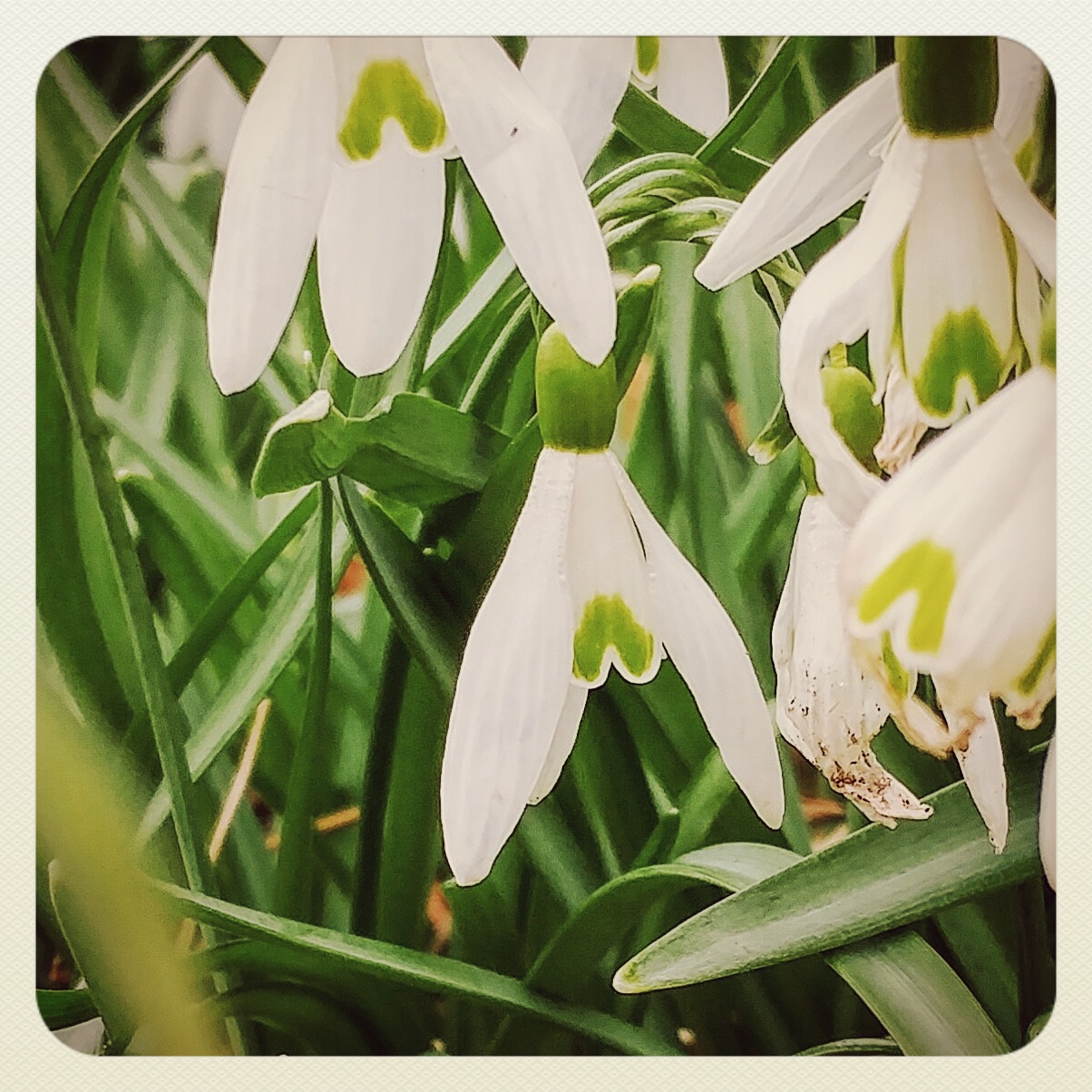 snowdrops.jpg