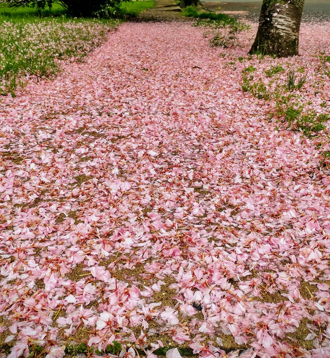 Cherry blossom path nature