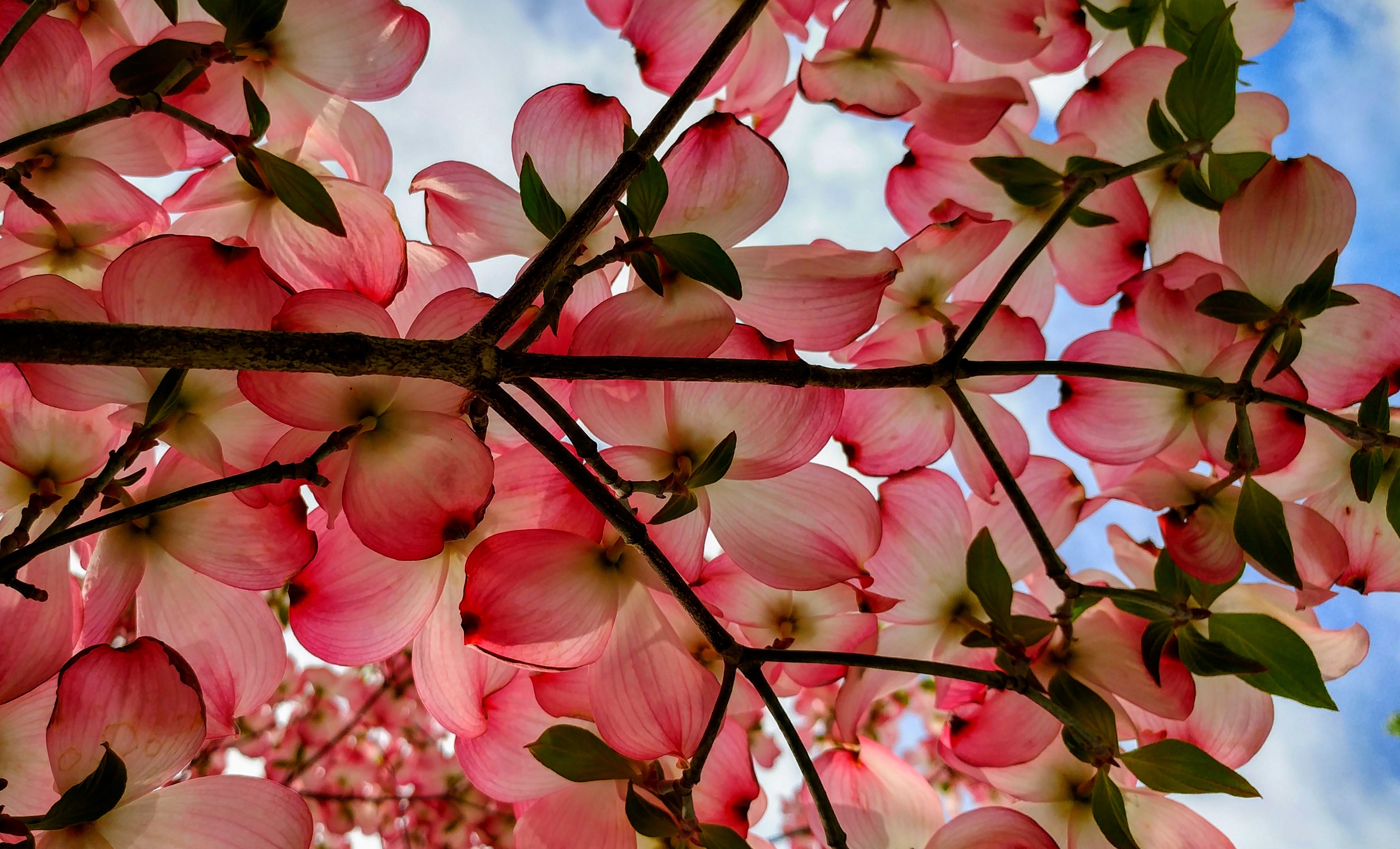 dogwood bough.jpg