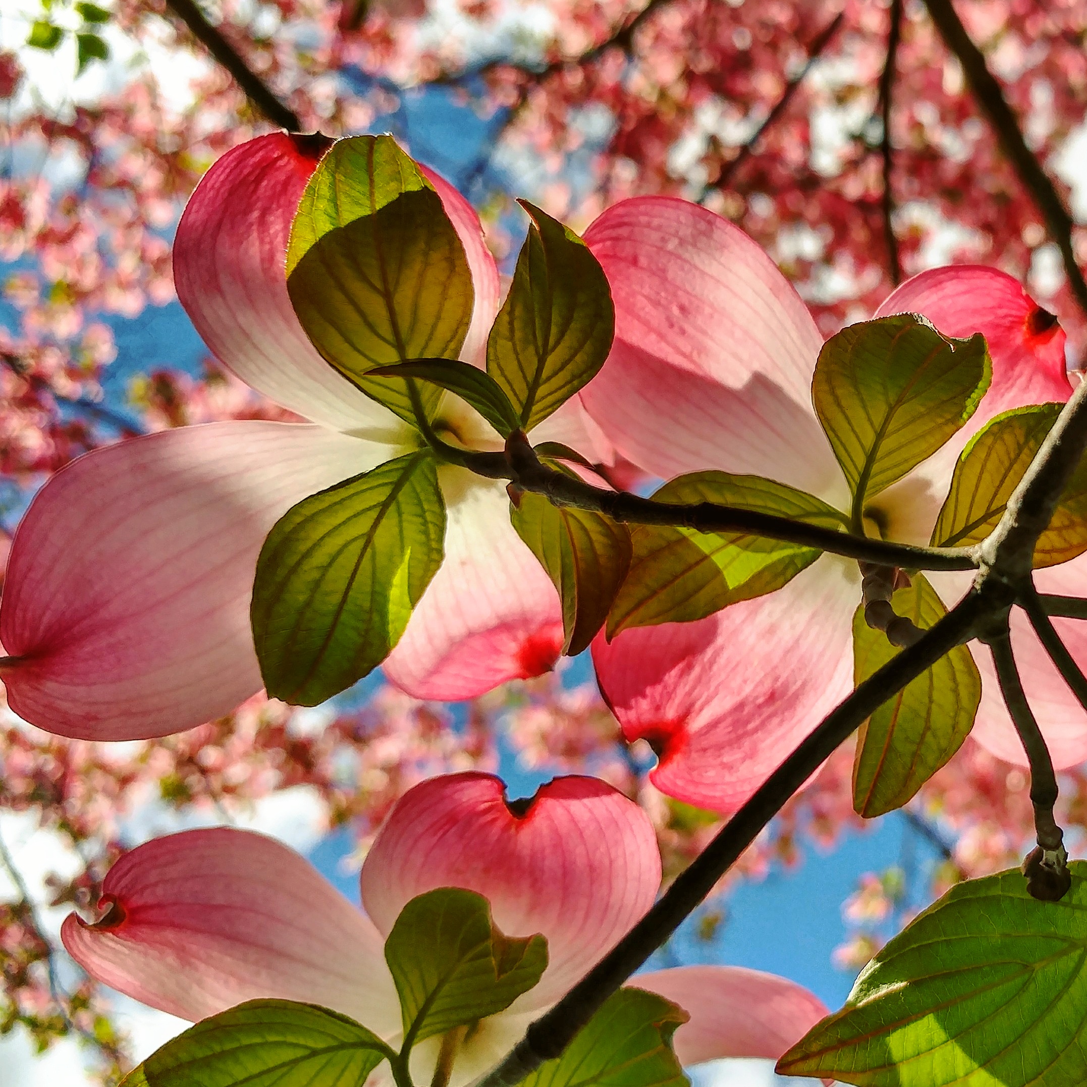 Dogwood cutwork.jpg