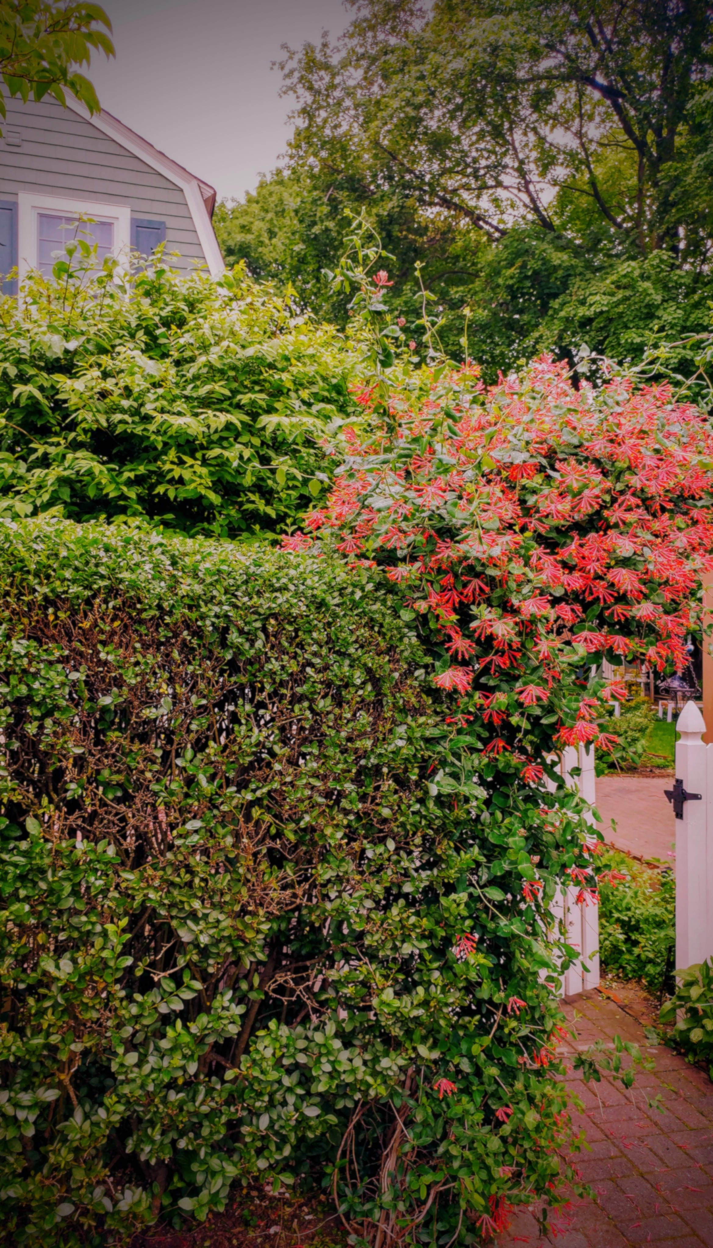 Garden Arch 2.jpg