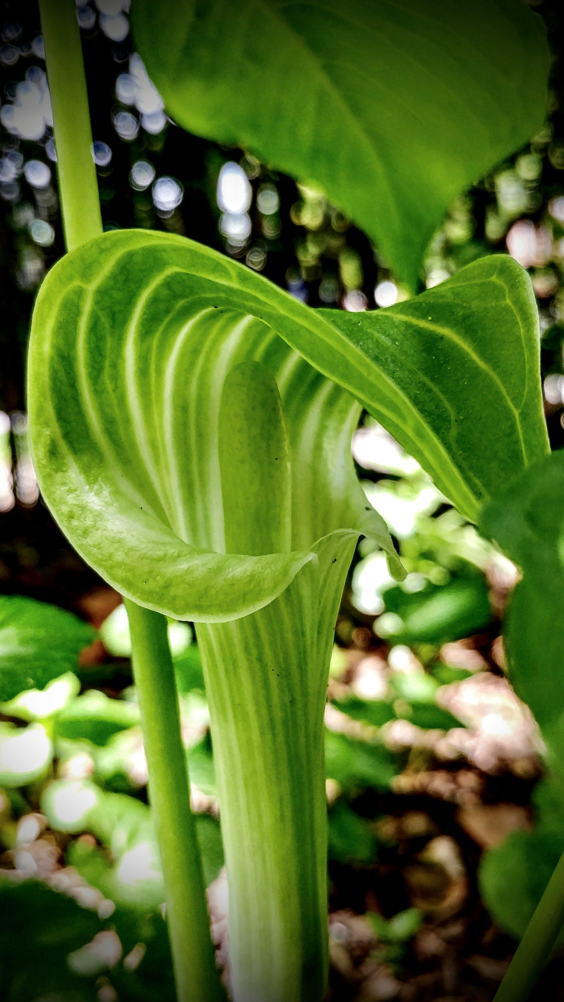 Jack-in-the-Pulpit.jpg